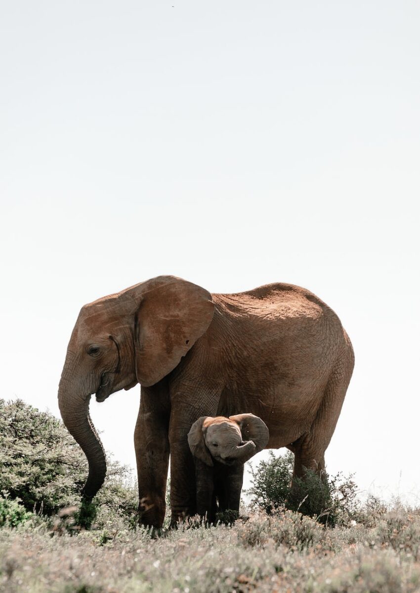 adult elephant standing above baby elephant on pasture