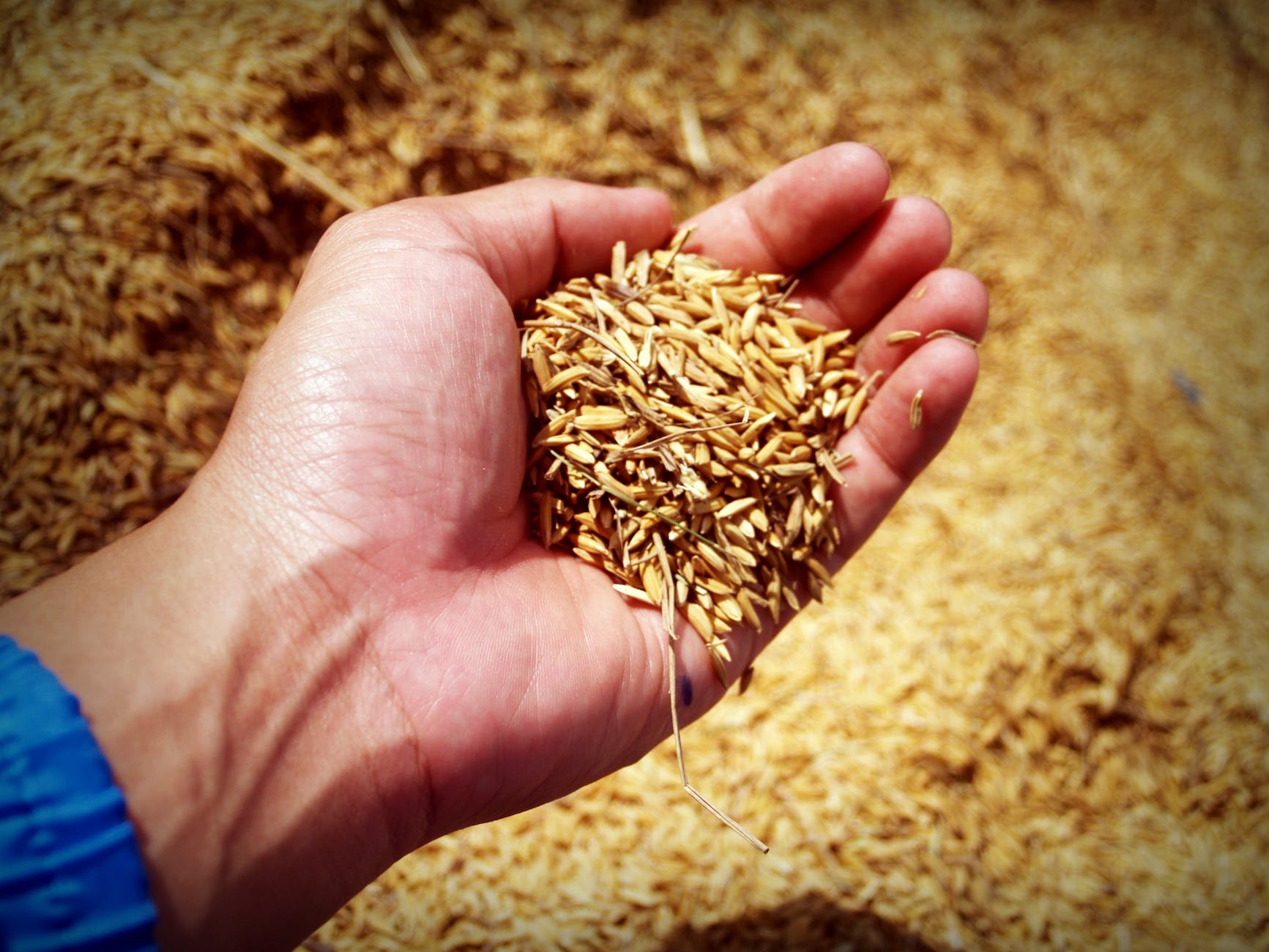 person holding rice grains