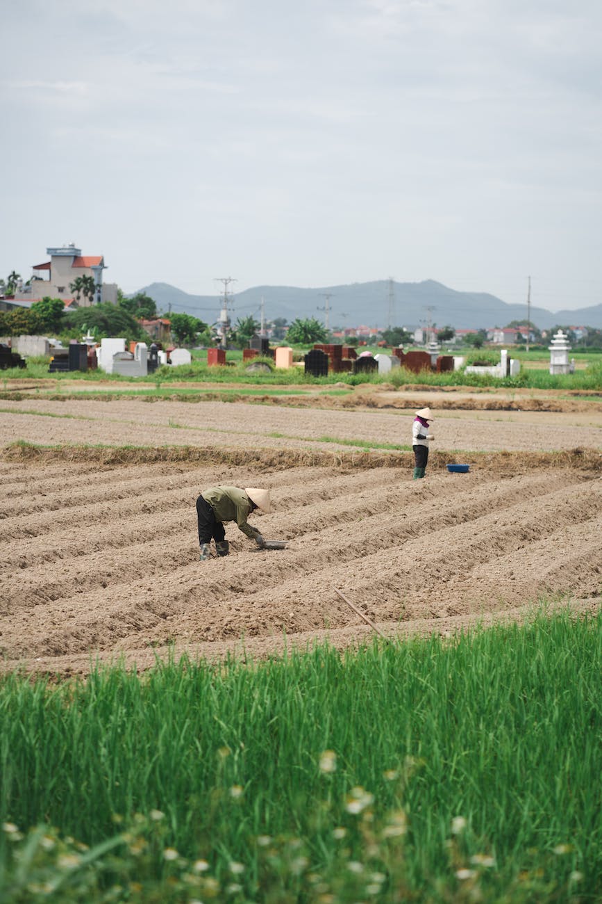 people working in fields