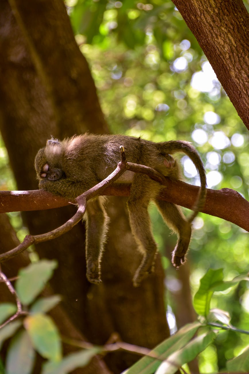 selective focus photography of sleeping monkey on branch